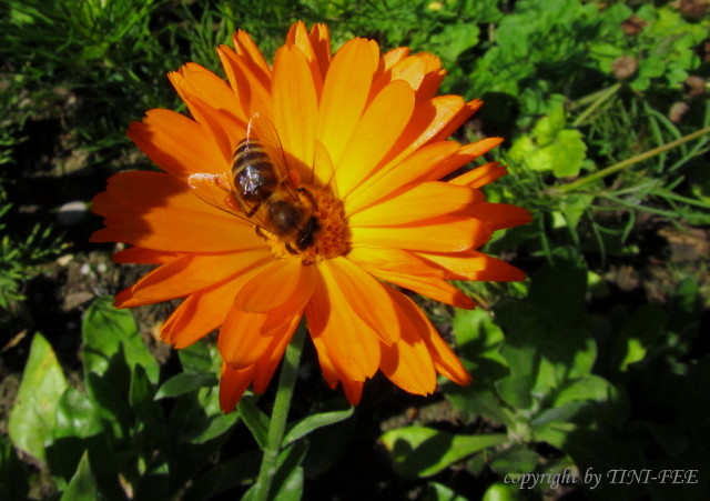 Ringelblume mit Besuch