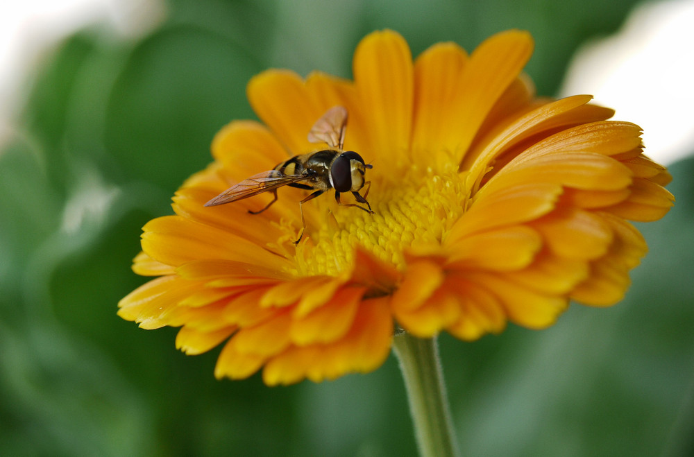 Ringelblume mit Besuch