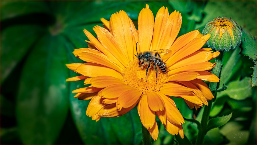 Ringelblume mit Besuch