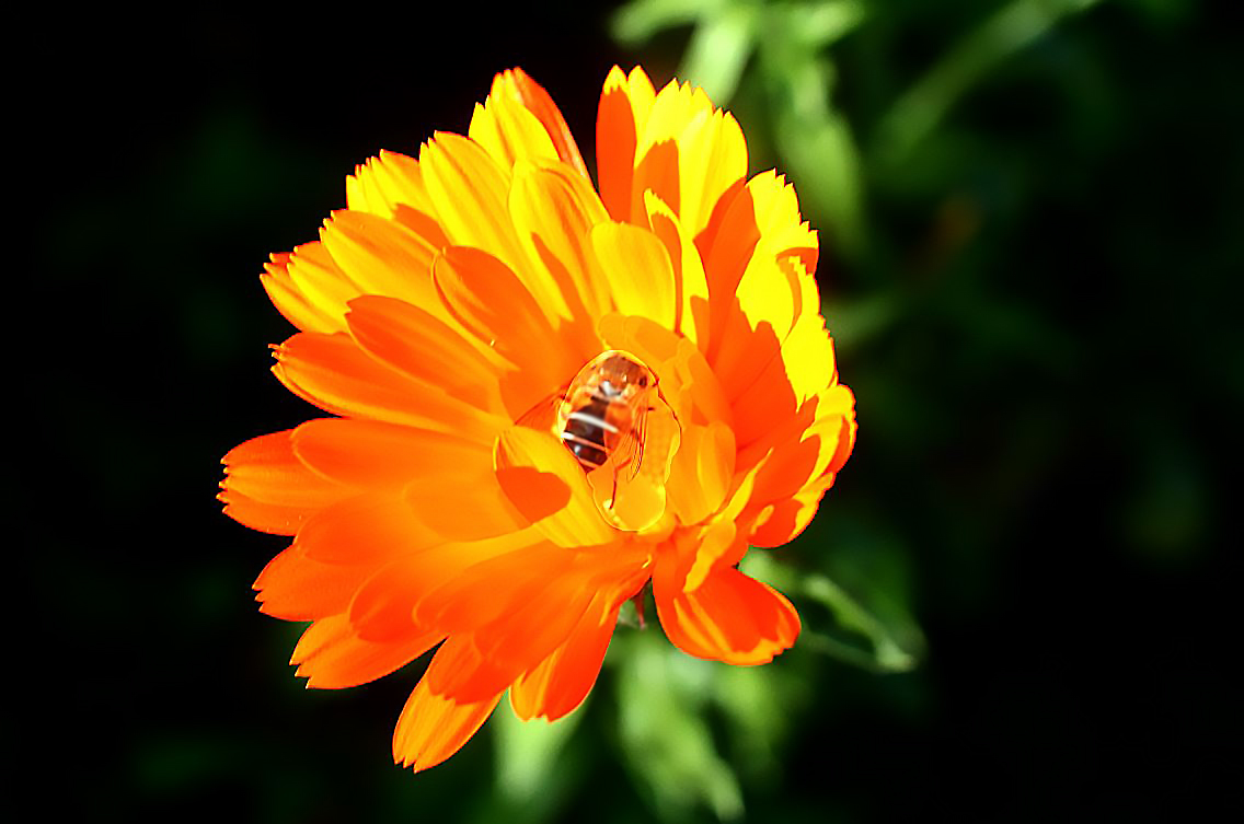 Ringelblume mit Besuch