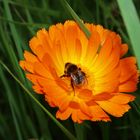 Ringelblume mit Biene