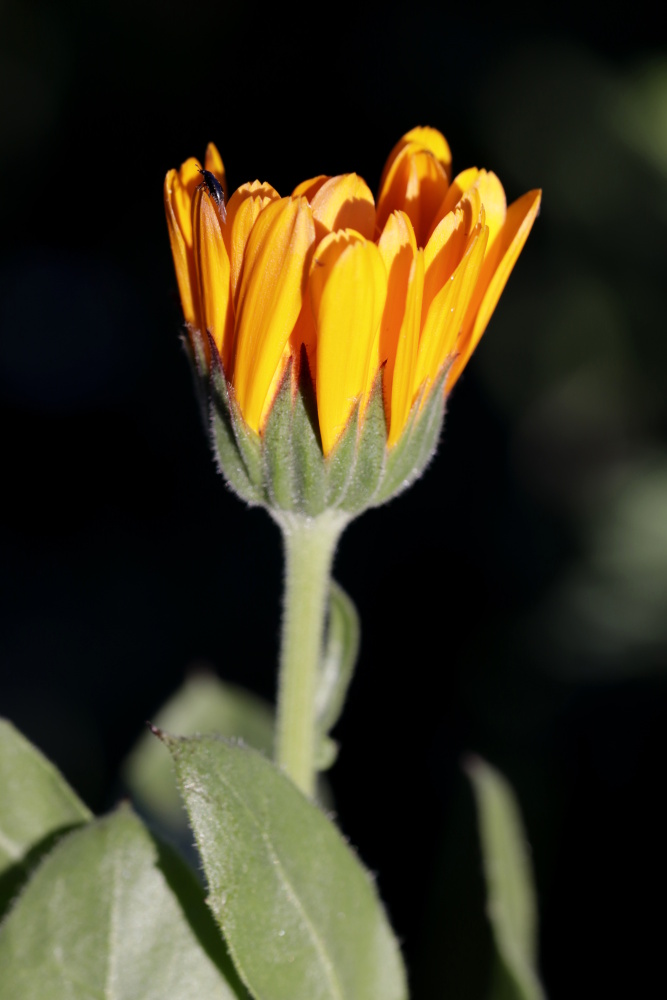 Ringelblume mit Insekt