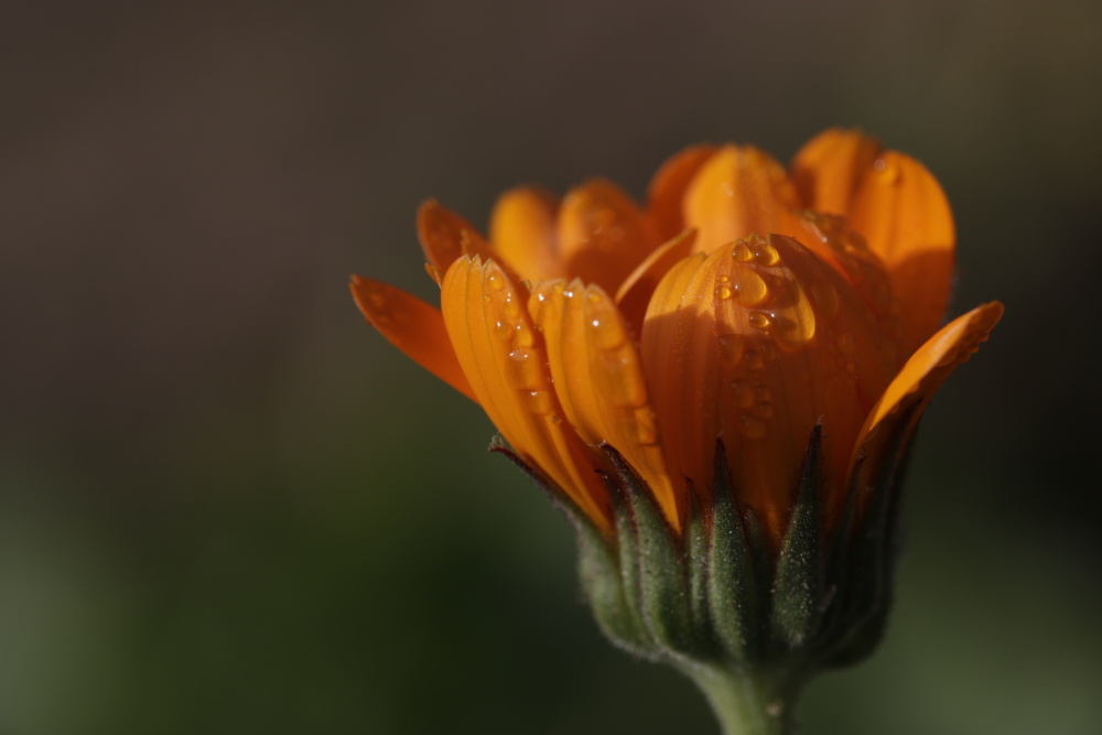 Ringelblume mit Morgentau