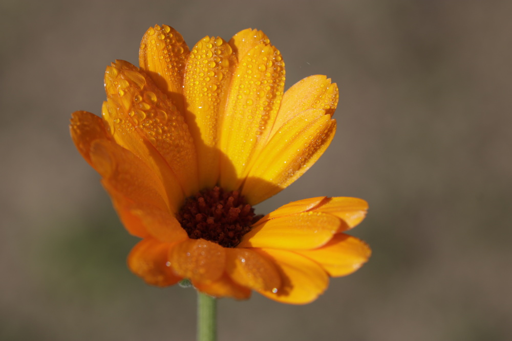 Ringelblume mit Morgentau