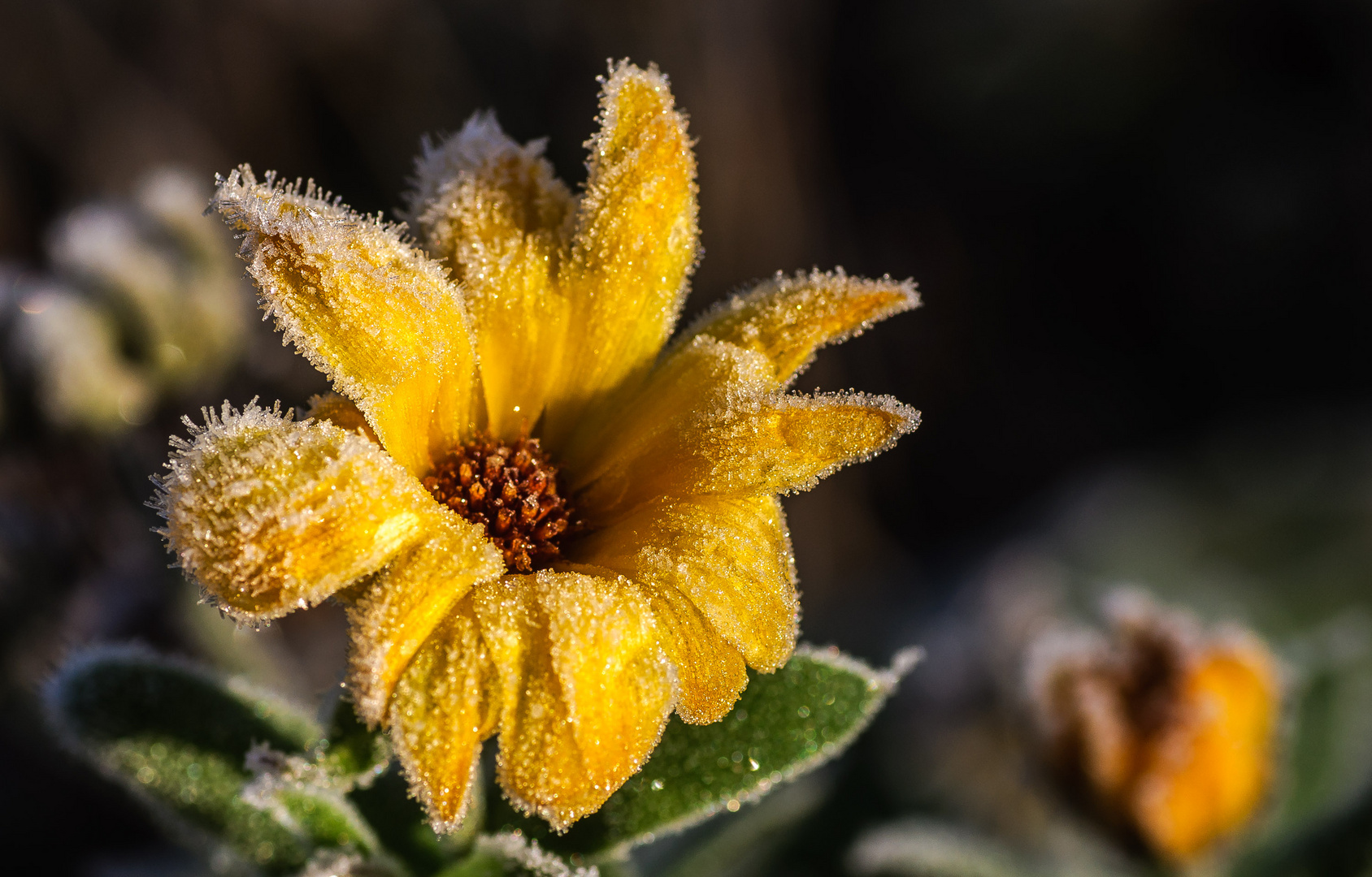 Ringelblume mit Raureif !