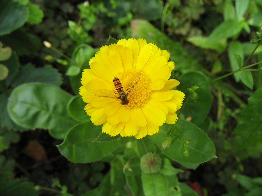 Ringelblume mit Schwebfliege