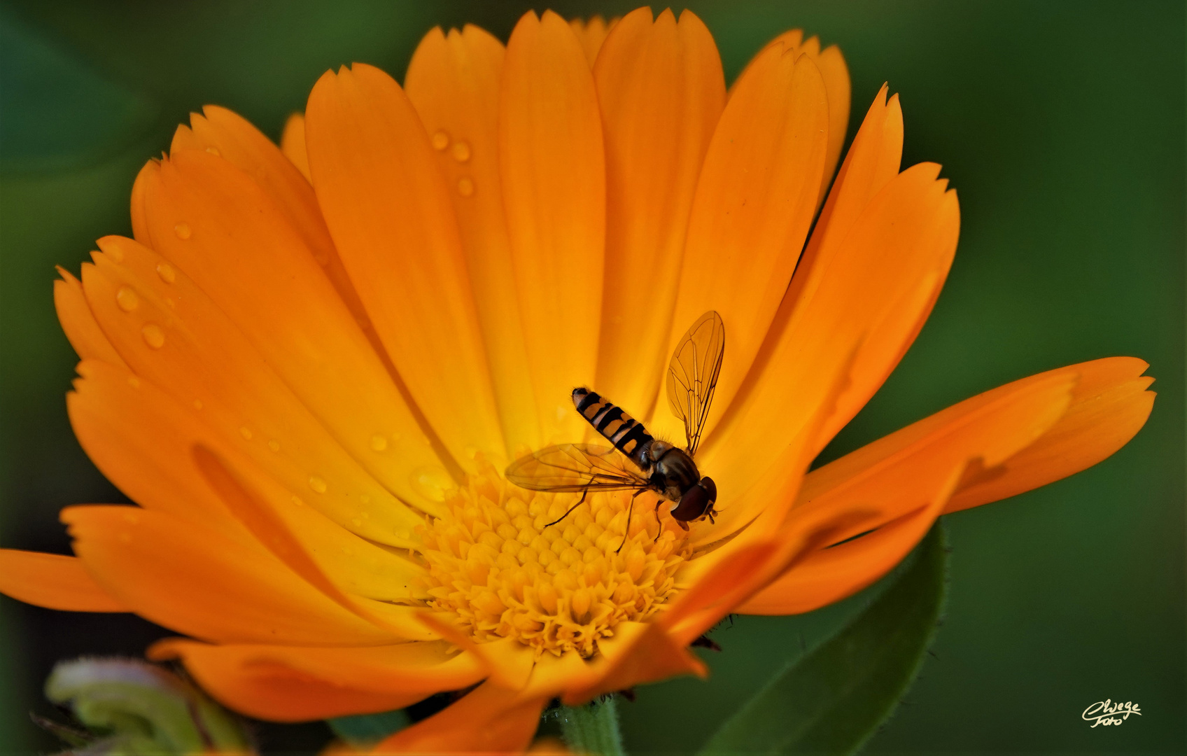 Ringelblume mit Schwebi