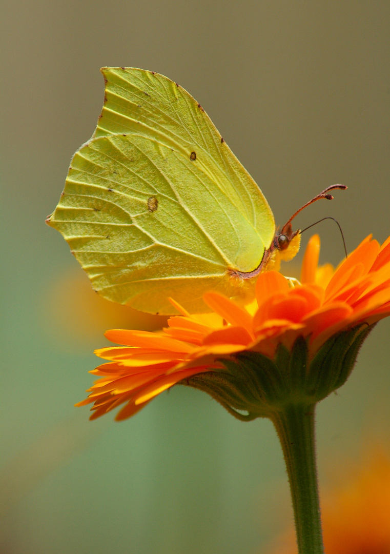 Ringelblume mit Zitrönchen