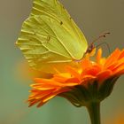 Ringelblume mit Zitrönchen