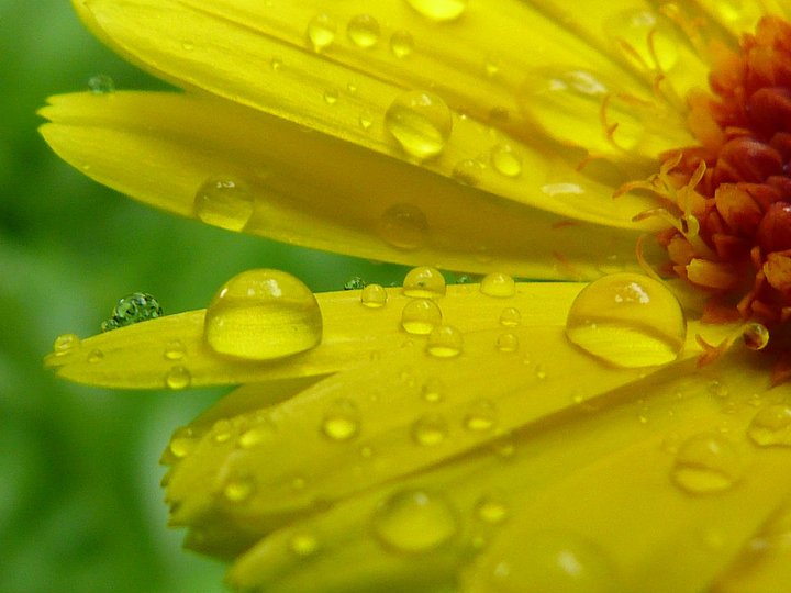 Ringelblume nach dem Regen