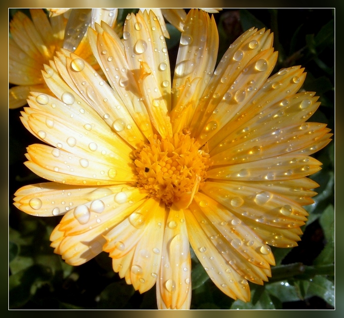 Ringelblume nach den Regen