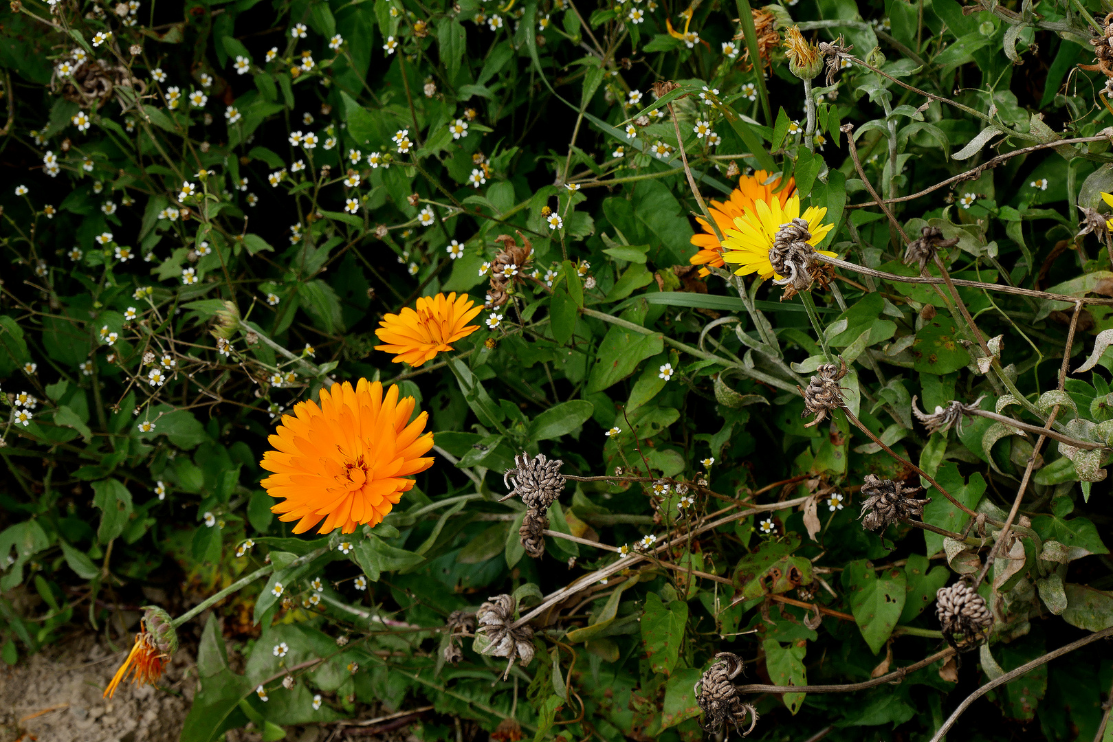 Ringelblume oder Calendula auf Heidemaries Blumenwiese.