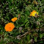 Ringelblume oder Calendula auf Heidemaries Blumenwiese.