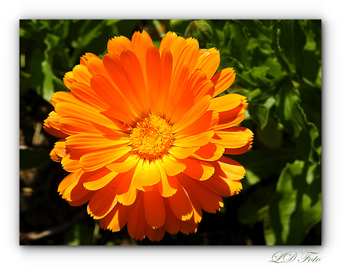 Ringelblume orange