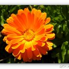 Ringelblume orange