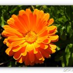 Ringelblume orange