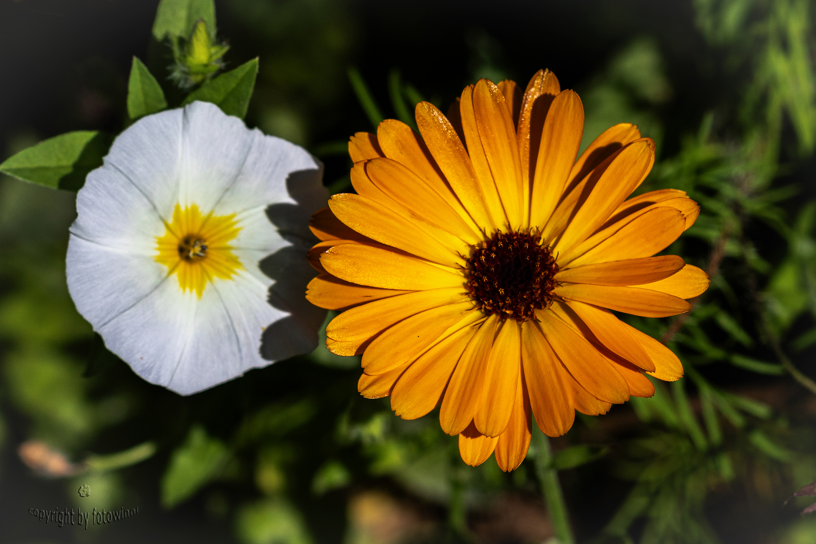 Ringelblume und Ackerwinde