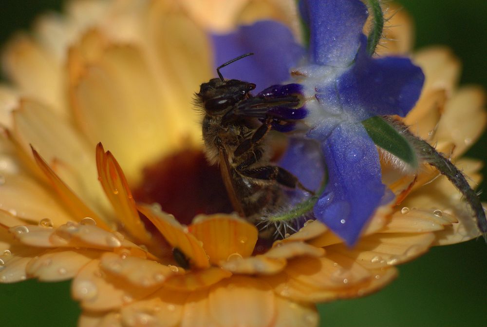 Ringelblume und Borretschblüte als Nahrung by notschka 