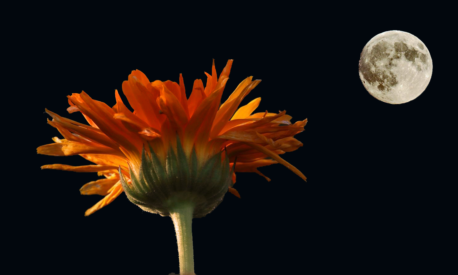 Ringelblume und Mond Kollage