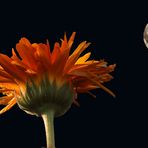 Ringelblume und Mond Kollage