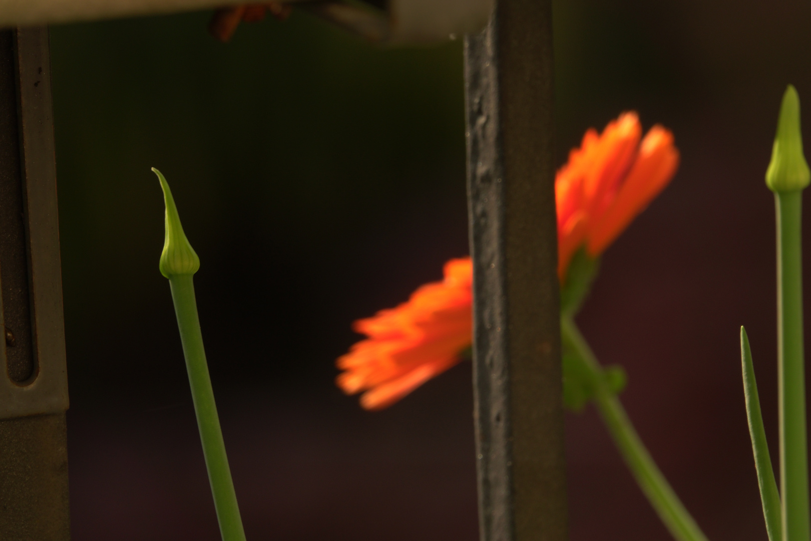 Ringelblume und Zwiebel