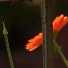 Ringelblume und Zwiebel