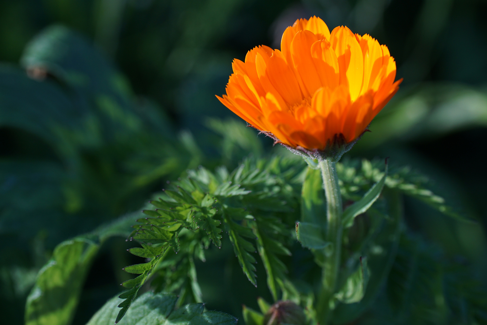 Ringelblume von der Sonne angestrahlt