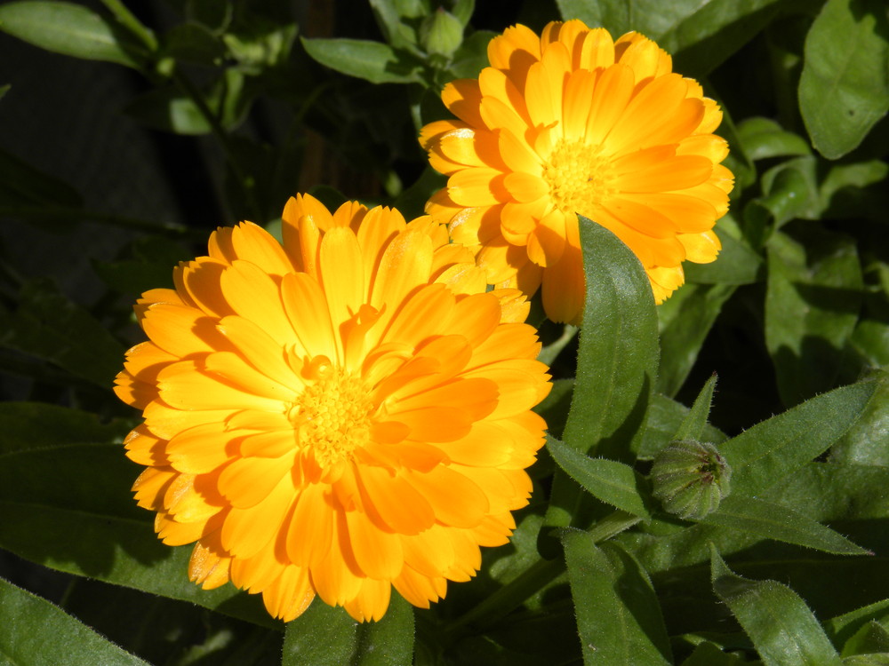 Ringelblumen