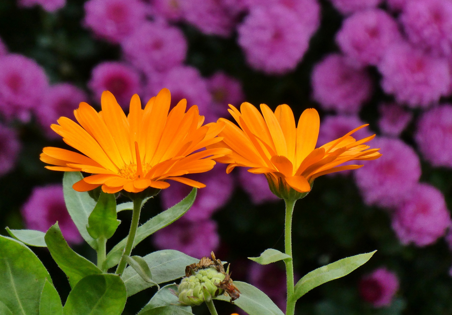 Ringelblumen - aktuell im Dorf