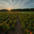 Ringelblumen bei Sonnenuntergang 