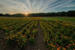 Ringelblumen bei Sonnenuntergang 