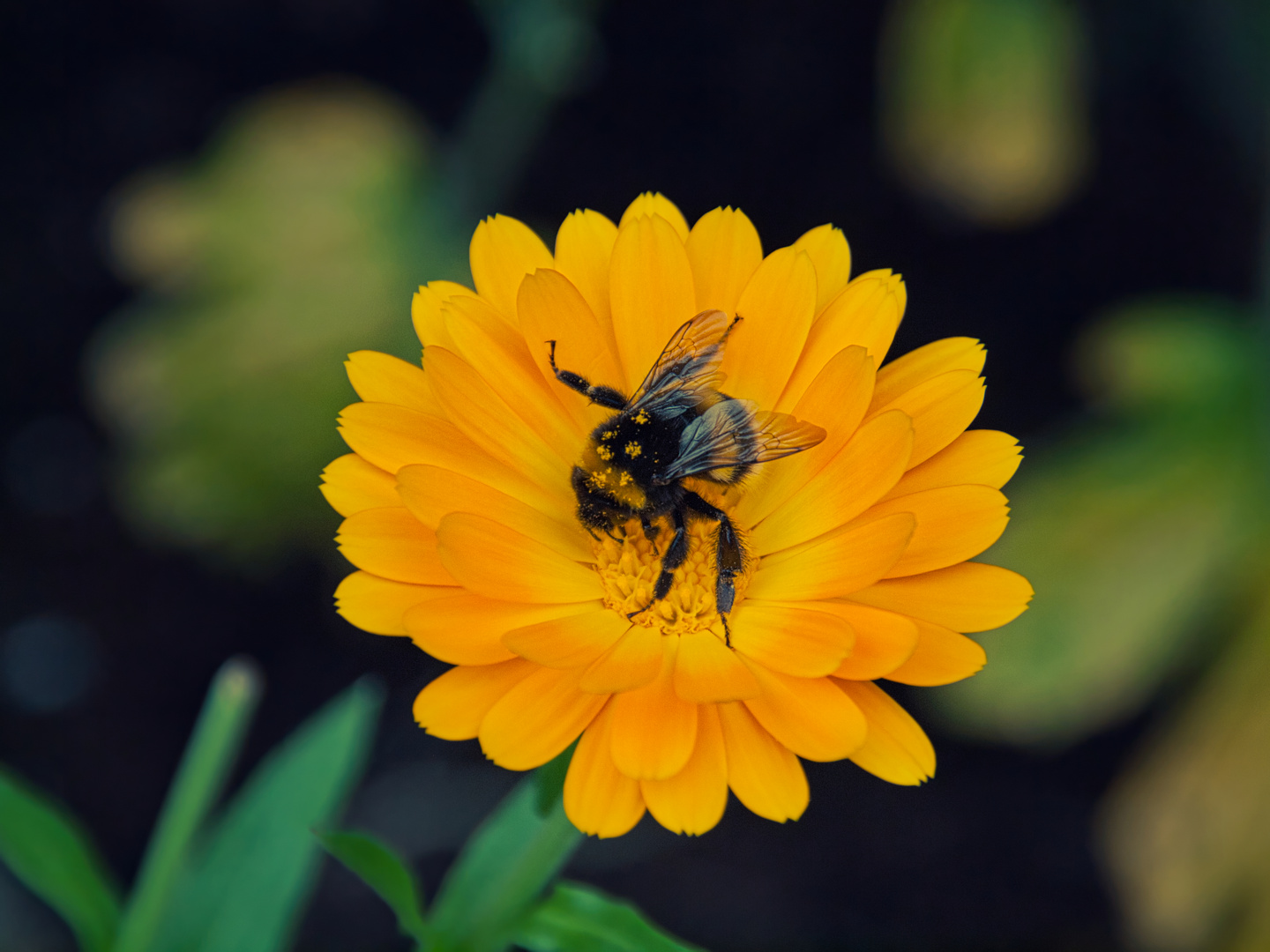 Ringelblumen Bestäubung