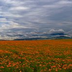 Ringelblumen bis (fast) zum Horizont