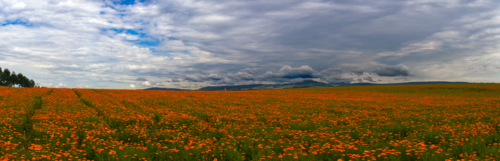 Ringelblumen bis (fast) zum Horizont