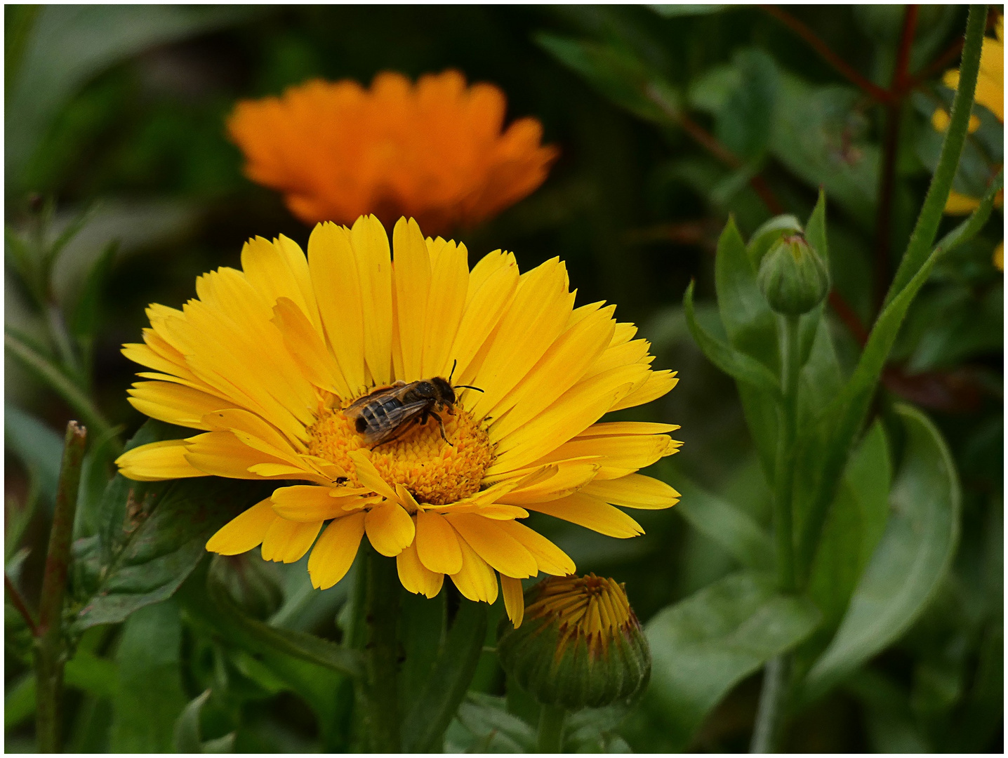 Ringelblumen