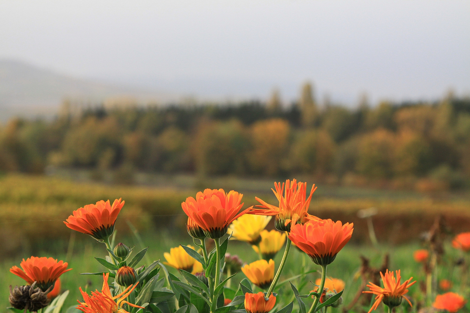 Ringelblumen im Herbst