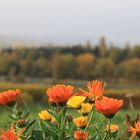 Ringelblumen im Herbst