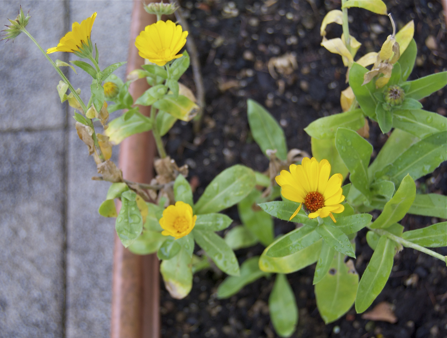 Ringelblumen im Winter