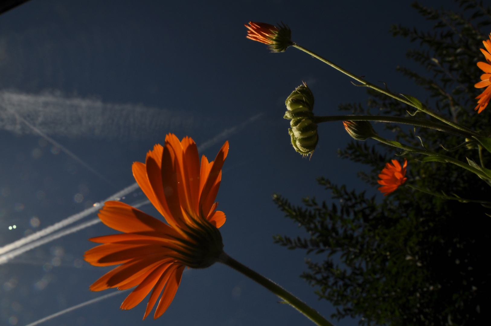 Ringelblumen in der Mittagssonne