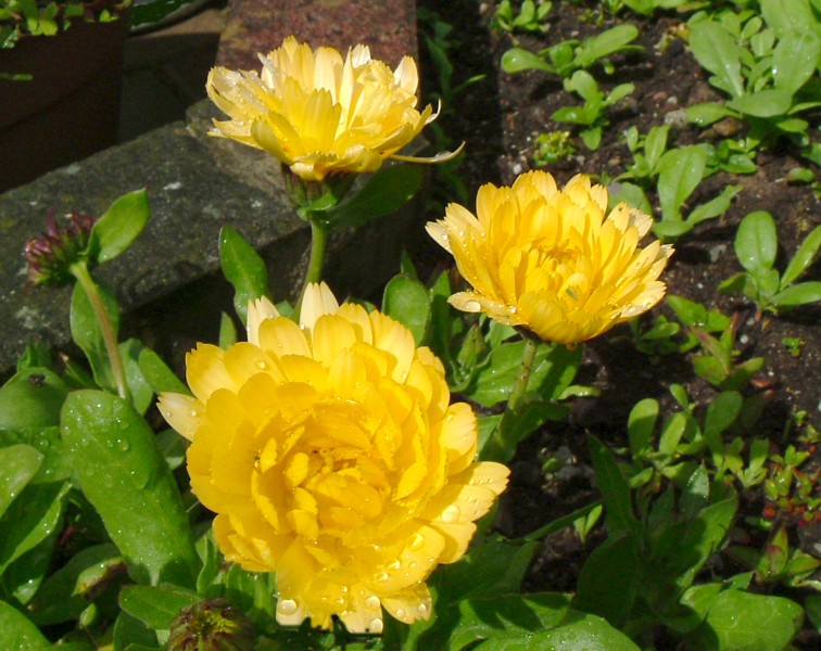 Ringelblumen mit Regentröpfchen.