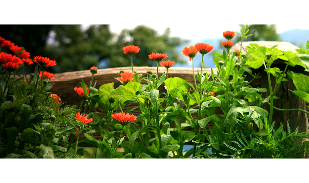 Ringelblumen-panorama