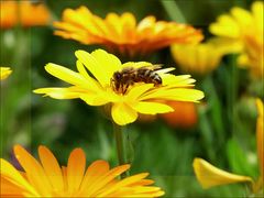 Ringelblumen und die Biene