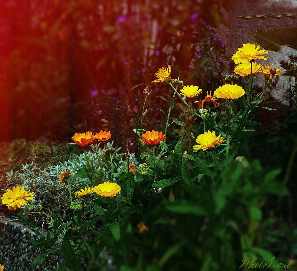 Ringelblumen zum Mittwoch 