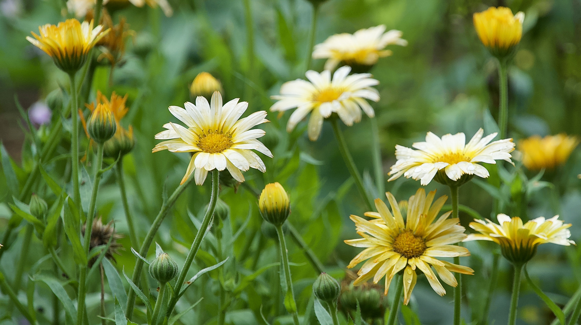 Ringelblumen zum Mittwoch