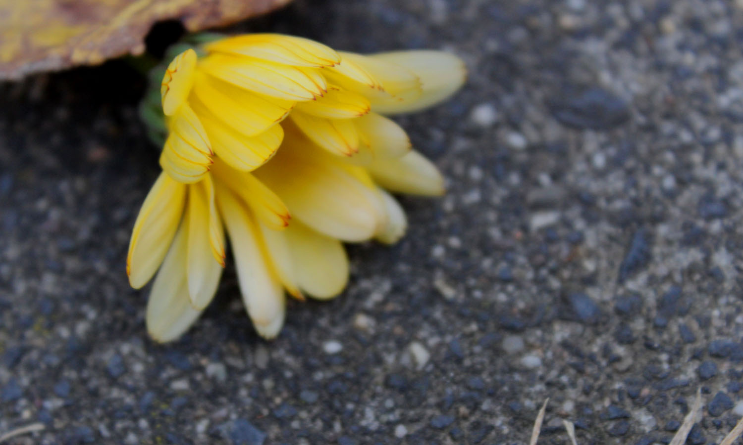 Ringelblumenbild - fotografiert von Hannah, 7 Jahre