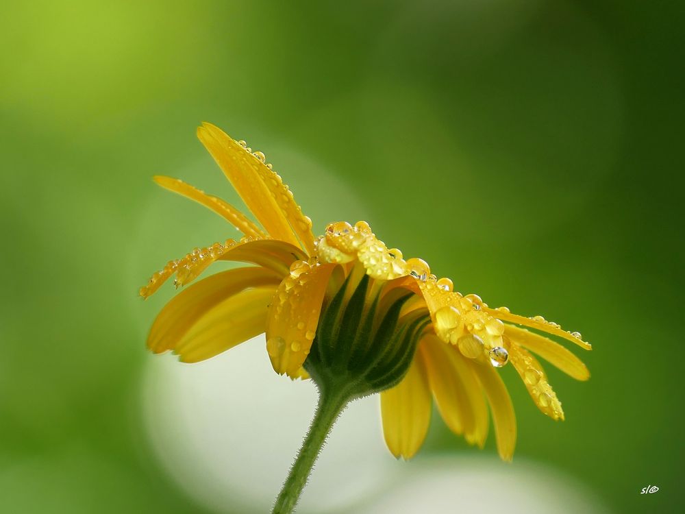 Ringelblumenblüte