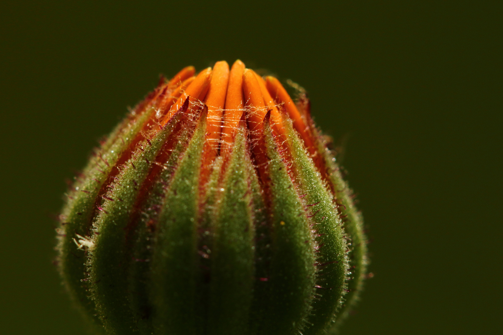 Ringelblumenblüte (Calendula)