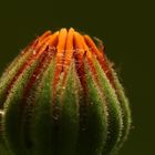 Ringelblumenblüte (Calendula)