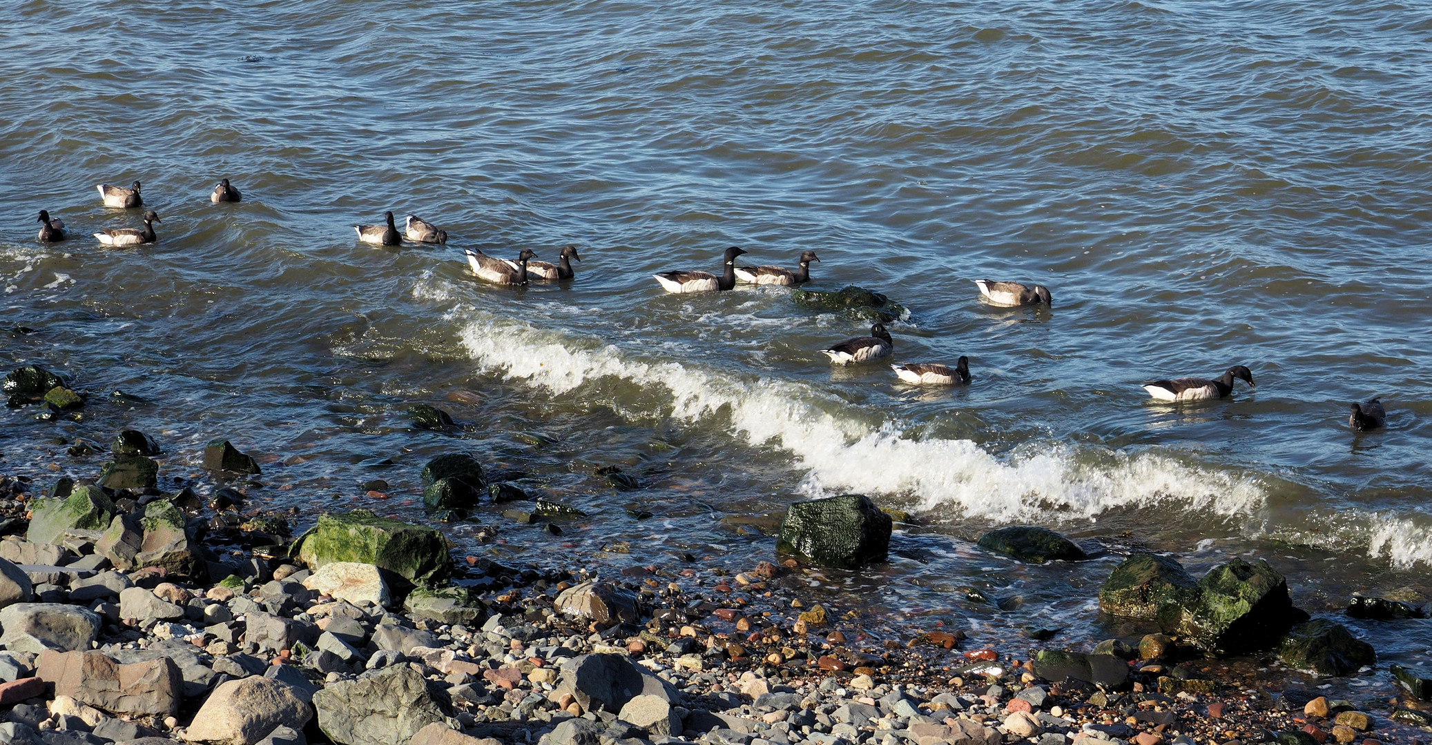 Ringelgänse... an der Küste von Staten Island gesichtet.... 