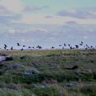 Ringelgänse auf der Hamburger Hallig